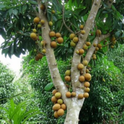 Illustration genipap - Image 1