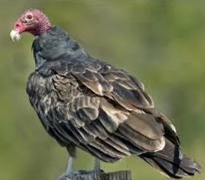 Illustration vulture - Image 2