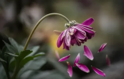 Illustration declined