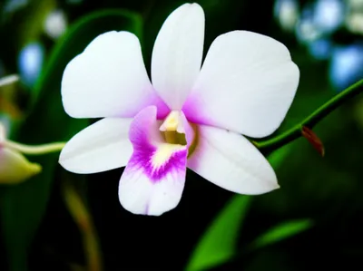 Illustration dolly - Image 1