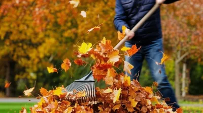 Illustration raking - Image 1