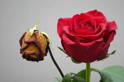 Illustration juxtaposed - Image 1