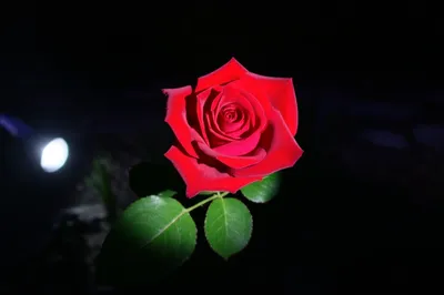 Illustration highlighted