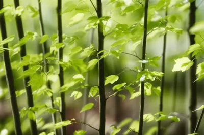 Illustration aspen - Image 1