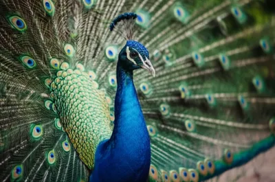 Illustration resplendent