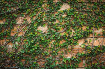 Illustration creep - Image 1