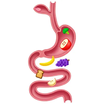 Illustration ingesta - Image 1