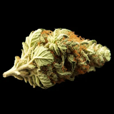 Illustration grass - Image 1