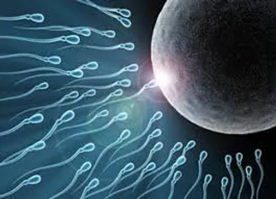 Illustration fertilize - Image 2