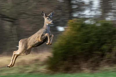 Illustration startled - Image 1