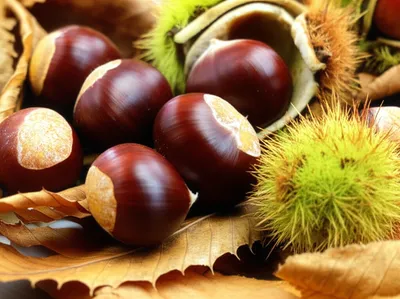 Illustration chestnuts - Image 1