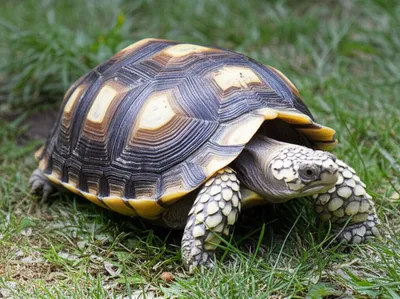 Illustration retractable - Image 1