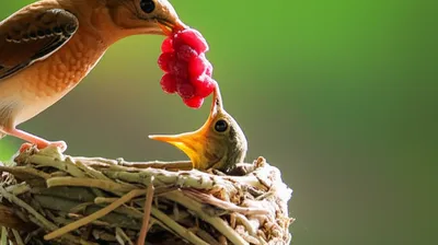 Illustration papped - Image 1