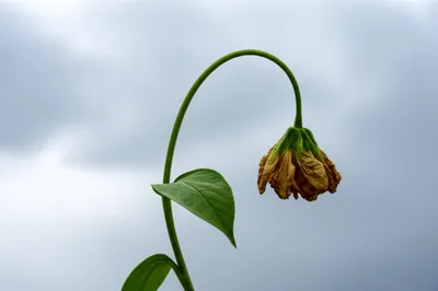 Illustration relapsing - Image 1