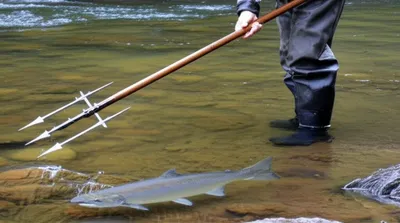 Illustration leister