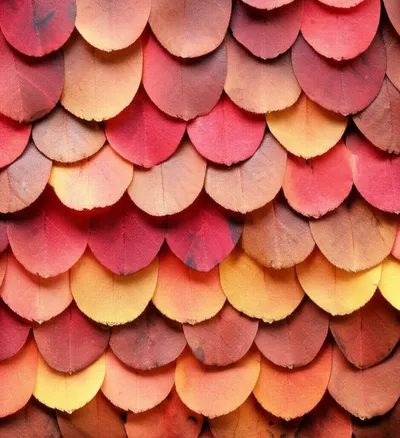 Illustration imbricated - Image 2