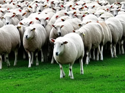 Illustration herded - Image 1