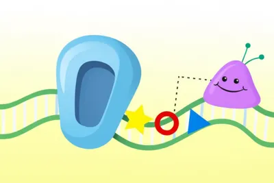 Hình ảnh minh họa codon - Ảnh 1