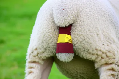 Illustration docking - Image 1