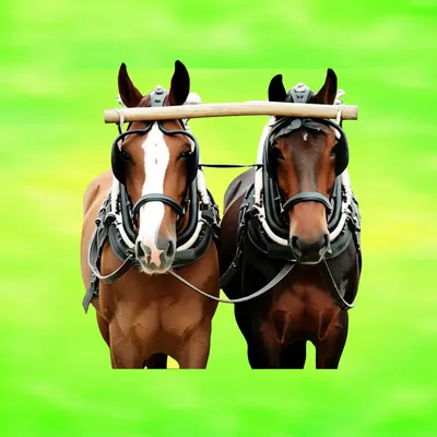 Illustration spanned - Image 1