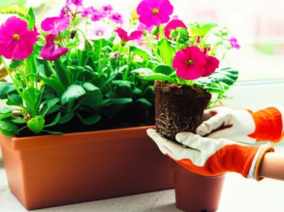 Illustration replacing - Image 1