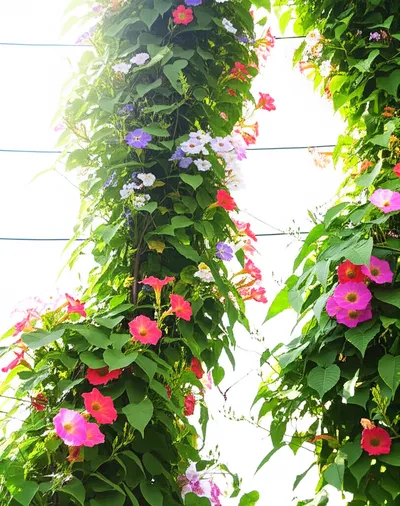 Illustration coupling - Image 2