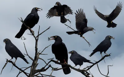 Illustration kingbirds - Image 1