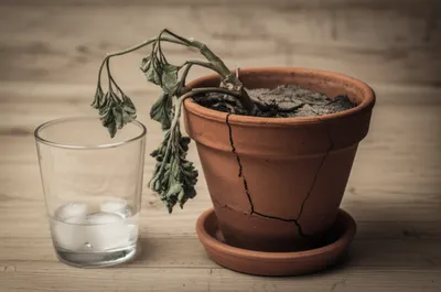 Illustration dehydration - Image 1