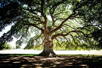 Illustration shaded - Image 1