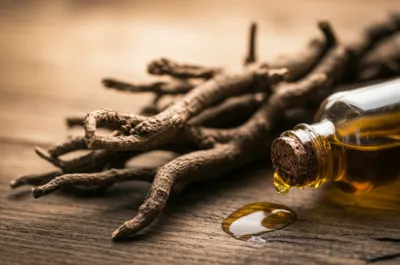 Illustration sarsaparilla - Image 1