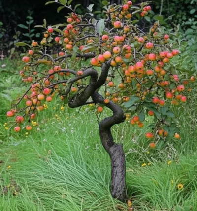 Illustration crabs - Image 1