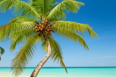 Illustration coconuts - Image 1