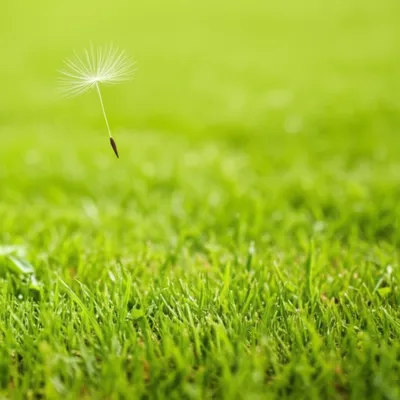 Illustration lightweight - Image 1