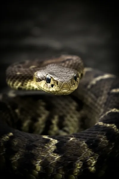 Illustration hiss - Image 1