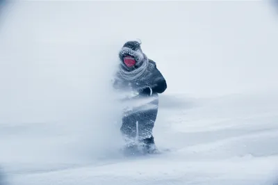 Illustration howler - Image 1