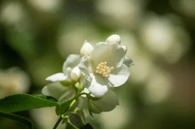 Illustration sweet - Image 1