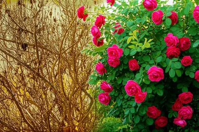 Illustration redeemed - Image 1