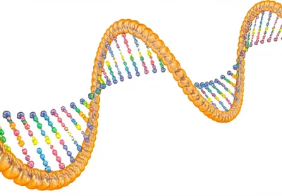 Illustration kilobases