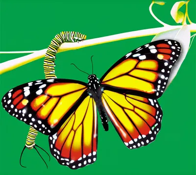 Illustration lengthened - Image 1