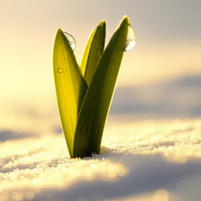 Illustration thaws - Image 1