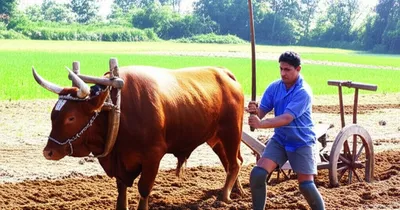 Illustration goads - Image 1