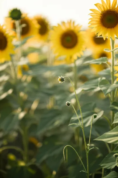 Illustration low - Image 1