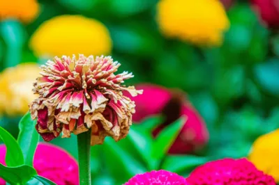 Illustration prodrome - Image 1