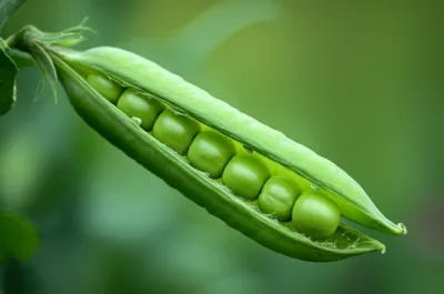 Illustration cod - Image 1