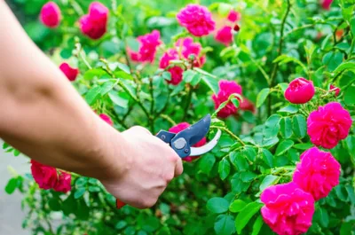 Illustration purges - Image 1