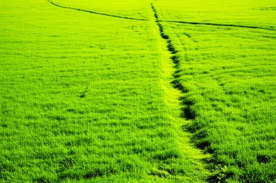 Hình ảnh minh họa paddock - Ảnh 1