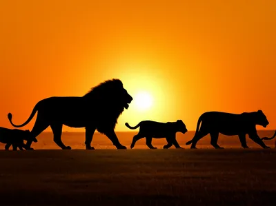 Illustration greater - Image 1