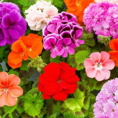 Illustration pelargoniums