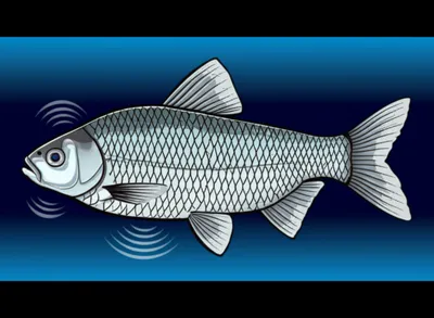 Illustration sound - Image 1