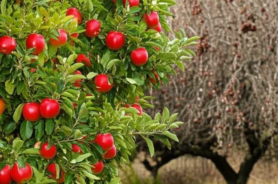 Illustration addle - Image 1